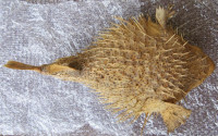 Diodon holocanthus - ježík hnědý